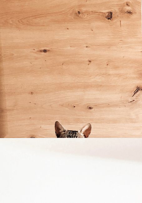 A photograph of a domestic interior scene showing a light-colored wooden wall with visible knots and grain patterns in the background. In the lower portion of the image, the top of a white surface, possibly a table or countertop, is visible, partially obscuring a cat with brown, black, and gray fur. The cat's ears and the top of its head are peeking over the edge of the surface, with the ears upright and alert. The scene appears to be lit with natural light, highlighting the textures of the wooden wall and the fur of the cat. The image may relate to home relocation or packing activities conducted by a professional removals service such as Man with Van Keston, as part of house moving processes involving careful handling and transport of household items.