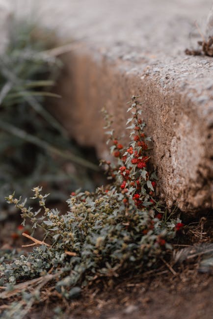 Close-up of a small plant with grey-green, slightly fuzzy leaves and clusters of tiny red berries growing at the base of a weathered brick wall. The plant is situated on a paved or concrete surface with the stones or dirt visible around it. In the background, part of an outdoor paving area or driveway is visible, with some blurred grass or other plants nearby. The scene reflects an outdoor environment where home relocation or moving services by Man with Van Keston might encounter garden or exterior elements during a house removal, with the plant near the edge of a pathway or driveway, illustrating the natural surroundings typically involved in residential moves.
